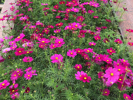 新乡花艺仿真花-批发绿植